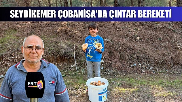 Seydikemer Çobanisa'da Çıntar Bereketi