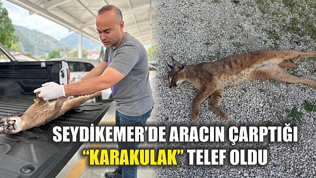 Seydikemer'de aracın çarptığı 'Karakulak' telef oldu
