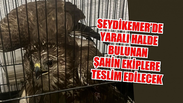 Seydikemer'de yaralı halde bulunan Şahin ekiplere teslim edilecek