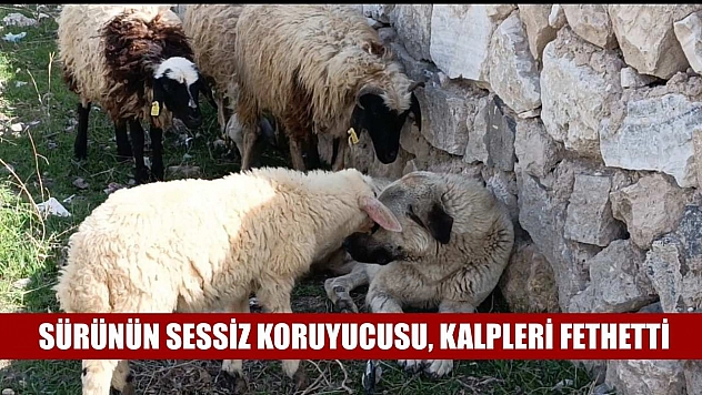 Sürünün sessiz koruyucusu, kalpleri fethetti