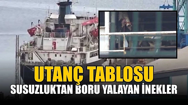 Susuzluktan boru yalayan inekler