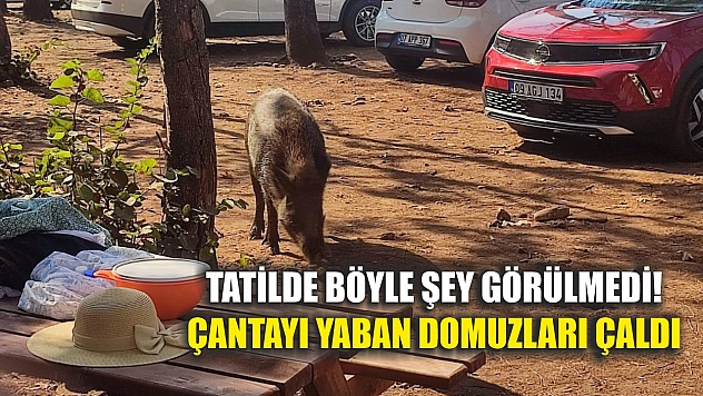 Tatilde böyle şey görülmedi! Çantayı yaban domuzları çaldı