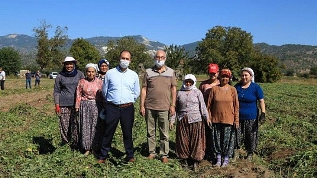 Tatlı patates için kariyerini terk etti, ilk hasadı yaptı