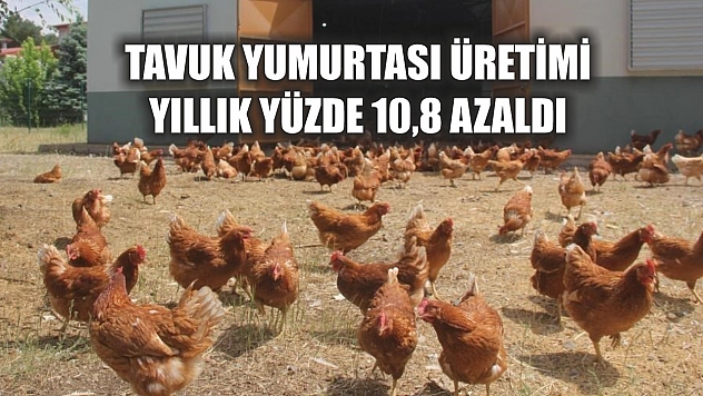 Tavuk yumurtası üretimi yıllık yüzde 10,8 azaldı