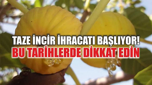 Taze İncir İhracatı Başlıyor! Bu Tarihlerde Dikkat Edin