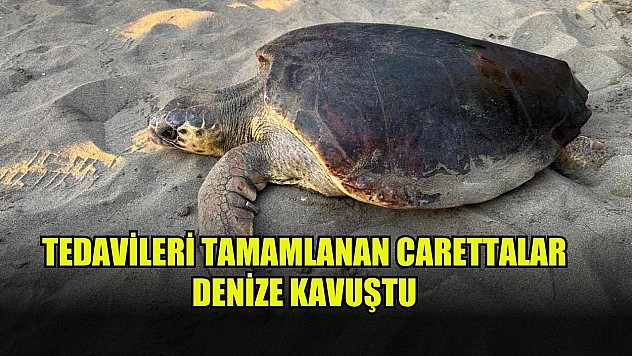 Tedavileri tamamlanan Carettalar denize kavuştu