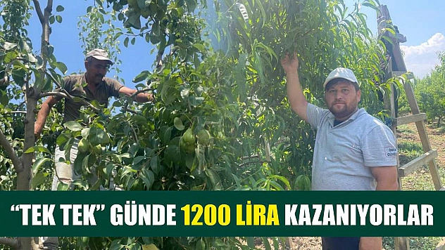 'Tek tek' günde 1200 lira kazanıyorlar