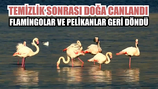 Temizlik sonrası doğa canlandı, flamingolar ve pelikanlar geri döndü