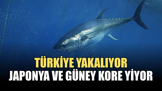 Türkiye yakalıyor, Japonya ve Güney Kore yiyor
