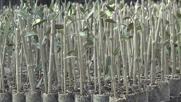 Türkiye'nin En Büyük Ceviz Üreticisi Seydikemer'de