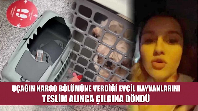Uçağın kargo bölümüne verdiği evcil hayvanlarını teslim alınca çılgına döndü