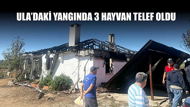 Ula'daki yangında 3 hayvan telef oldu