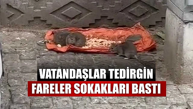 Vatandaşlar tedirgin: Fareler sokakları bastı