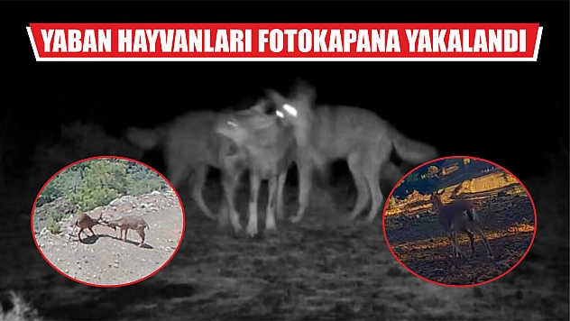 Yaban hayvanları fotokapana yakalandı