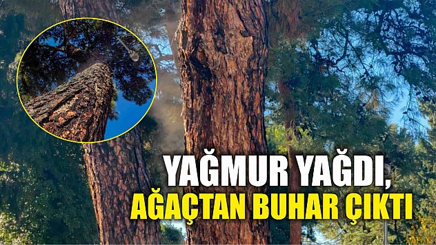 Yağmur yağdı, ağaçtan buhar çıktı