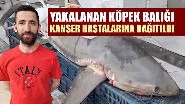 Yakalanan köpek balığı kanser hastalarına dağıtıldı