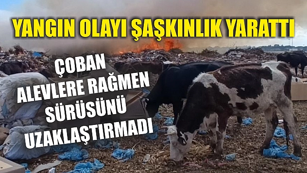 Yangın olayı şaşkınlık yarattı: Çoban alevlere rağmen sürüsünü uzaklaştırmadı