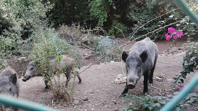 Yangından kaçan domuzlara Jandarma ve otelciler yemek verdi