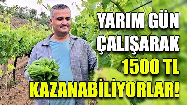 Yarım gün çalışarak 1500 TL kazanabiliyorlar!