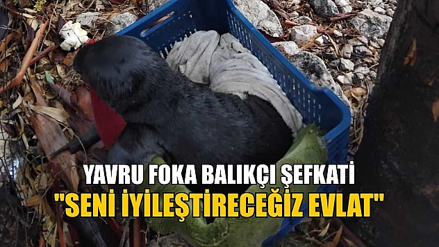 Yavru foka balıkçı şefkati: 'Seni iyileştireceğiz evlat'