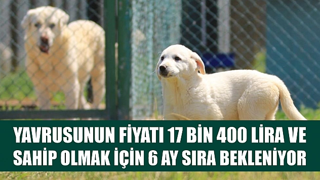 Yavrusunun fiyatı 17 bin 400 lira ve sahip olmak için 6 ay sıra bekleniyor