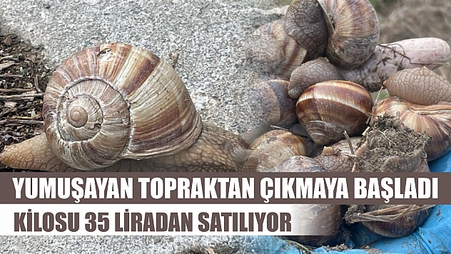 Yumuşayan topraktan çıkmaya başladı kilosu 35 liradan satılıyor