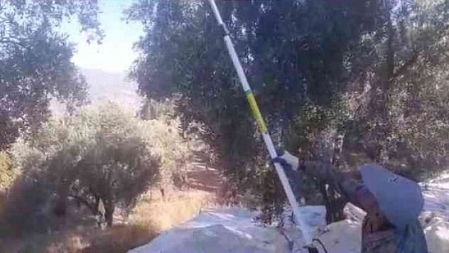 ZEYTİN HASADI BAŞLADI