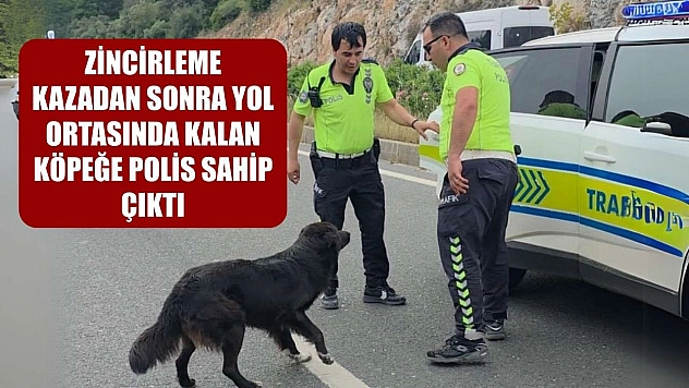 Zincirleme kazadan sonra yol ortasında kalan köpeğe polis sahip çıktı