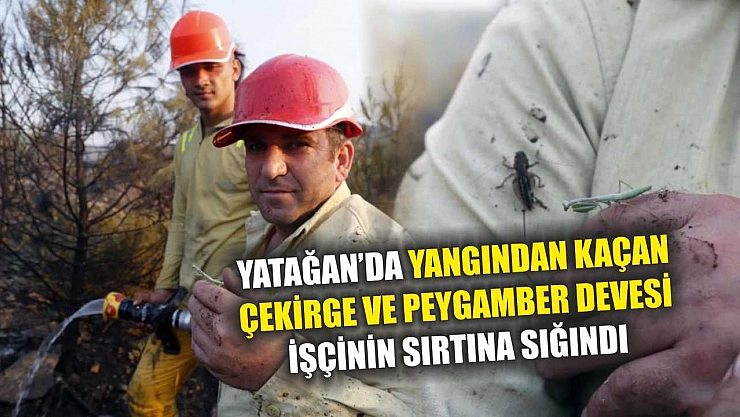 Yatağan'da Yangından Kaçan Çekirge ve Peygamber Devesi İşçinin Sırtına Sığındı