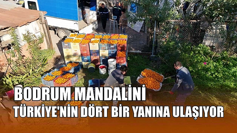 Bodrum Mandalini Türkiye'nin dört bir yanına ulaşıyor