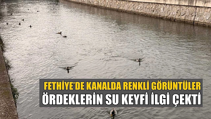 Fethiye'de kanalda renkli görüntüler: Ördeklerin su keyfi ilgi çekti