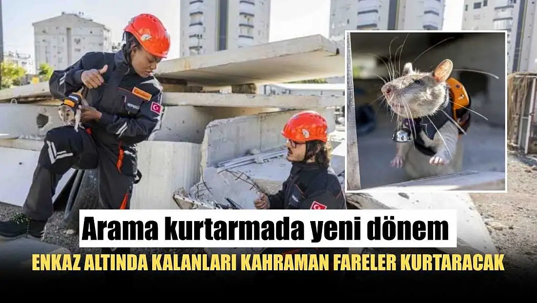 Arama kurtarmada yeni dönem: Enkaz altında kalanları kahraman fareler kurtaracak