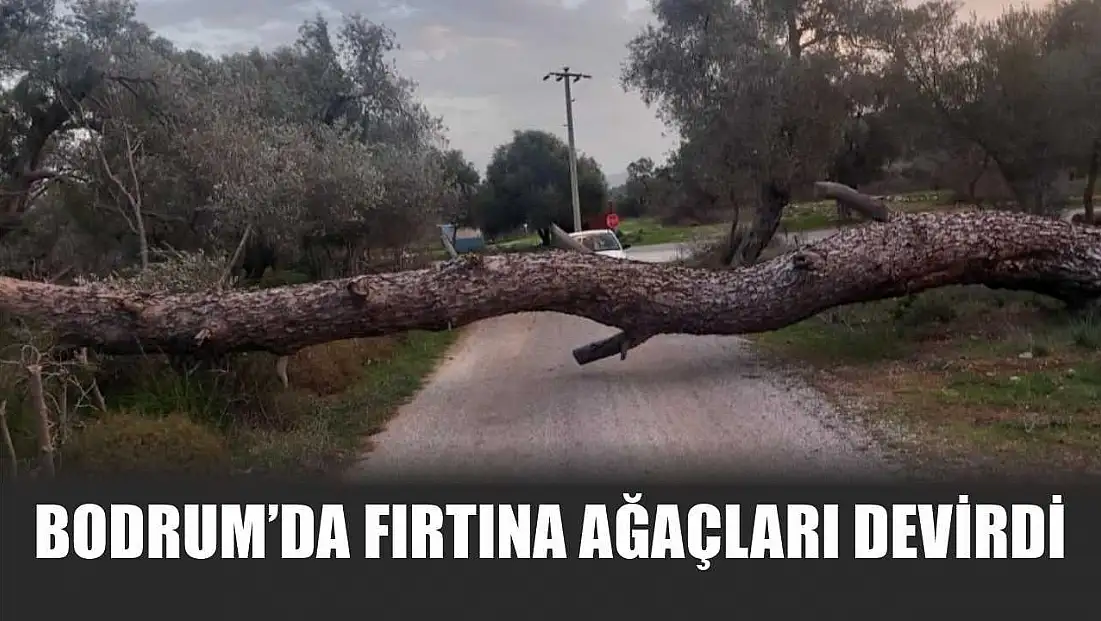 Bodrum’da fırtına ağaçları devirdi