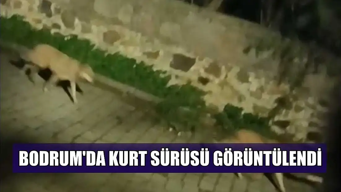 Bodrum'da kurt sürüsü görüntülendi