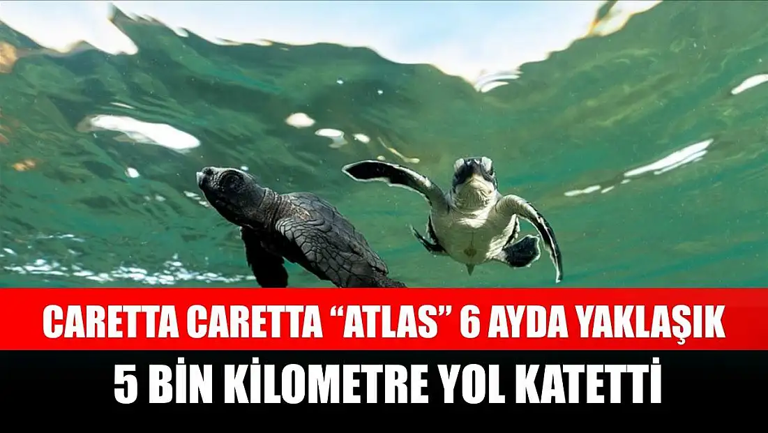 Caretta caretta ‘Atlas’ 6 ayda yaklaşık 5 bin kilometre yol katetti