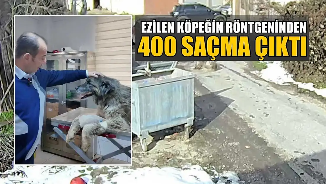Ezilen köpeğin röntgeninden 400 saçma çıktı