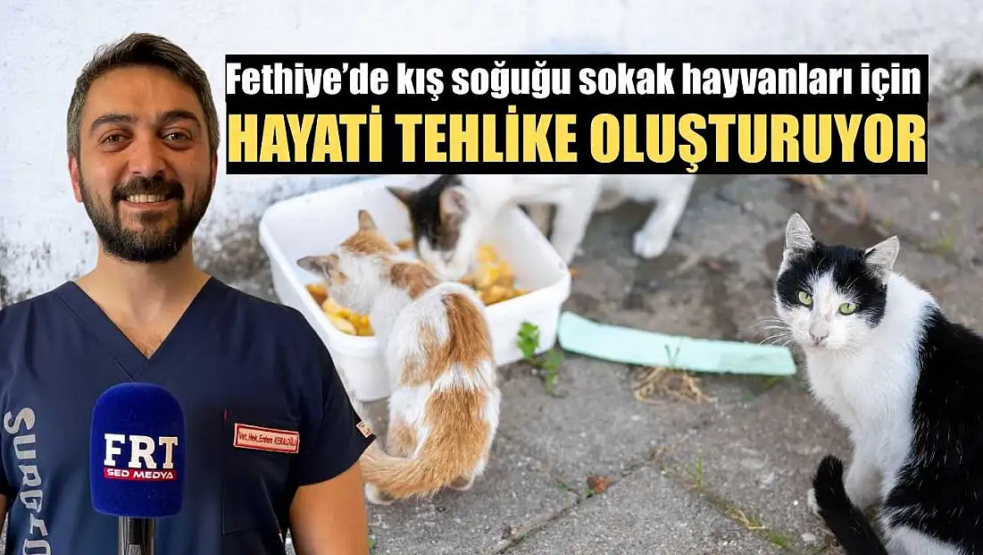 Fethiye’de kış soğuğu sokak hayvanları için hayati tehlike oluşturuyor