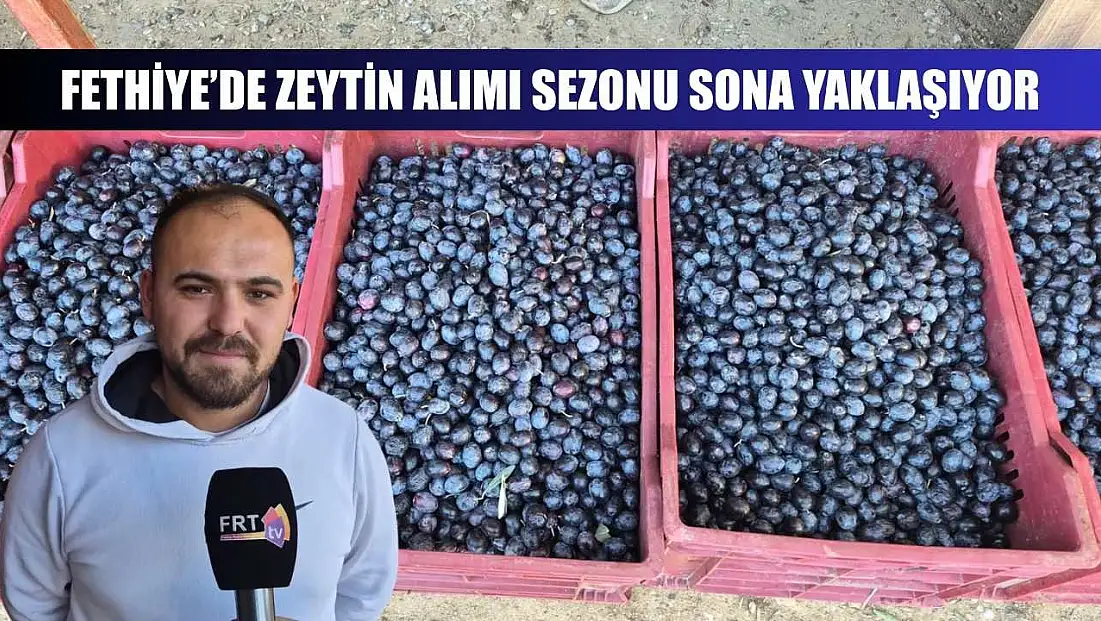 Fethiye’de zeytin alımı sezonu sona yaklaşıyor