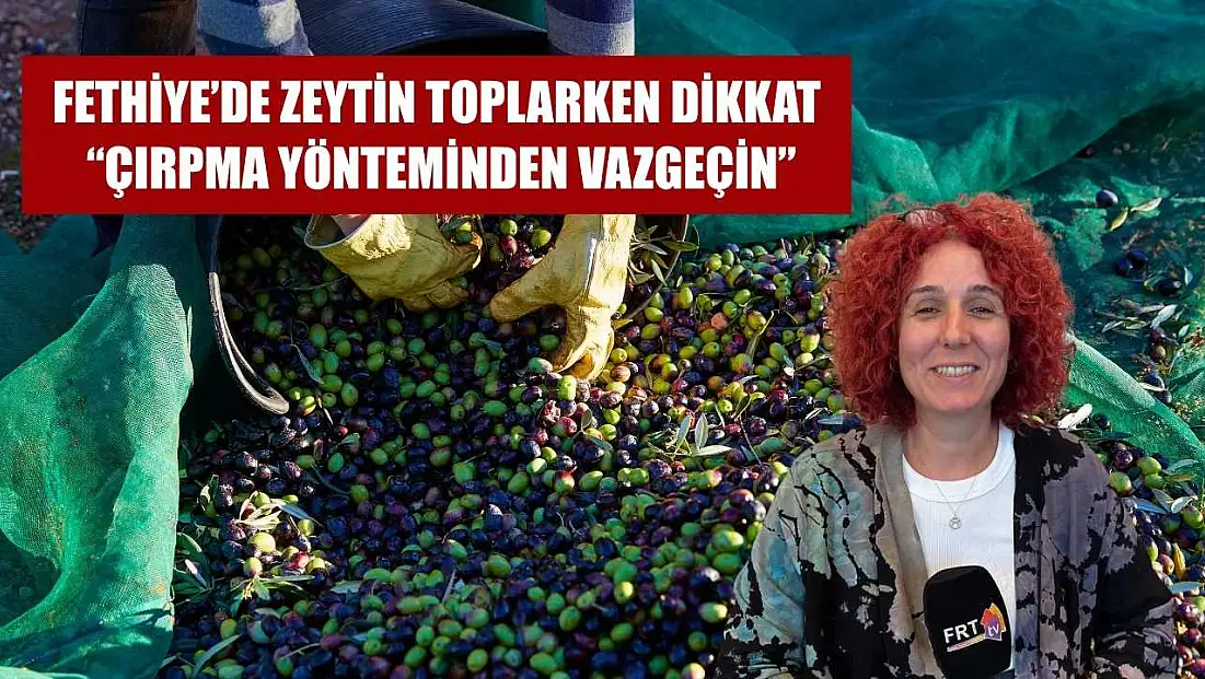 Fethiye’de Zeytin Toplarken Dikkat: 'Çırpma Yönteminden Vazgeçin'