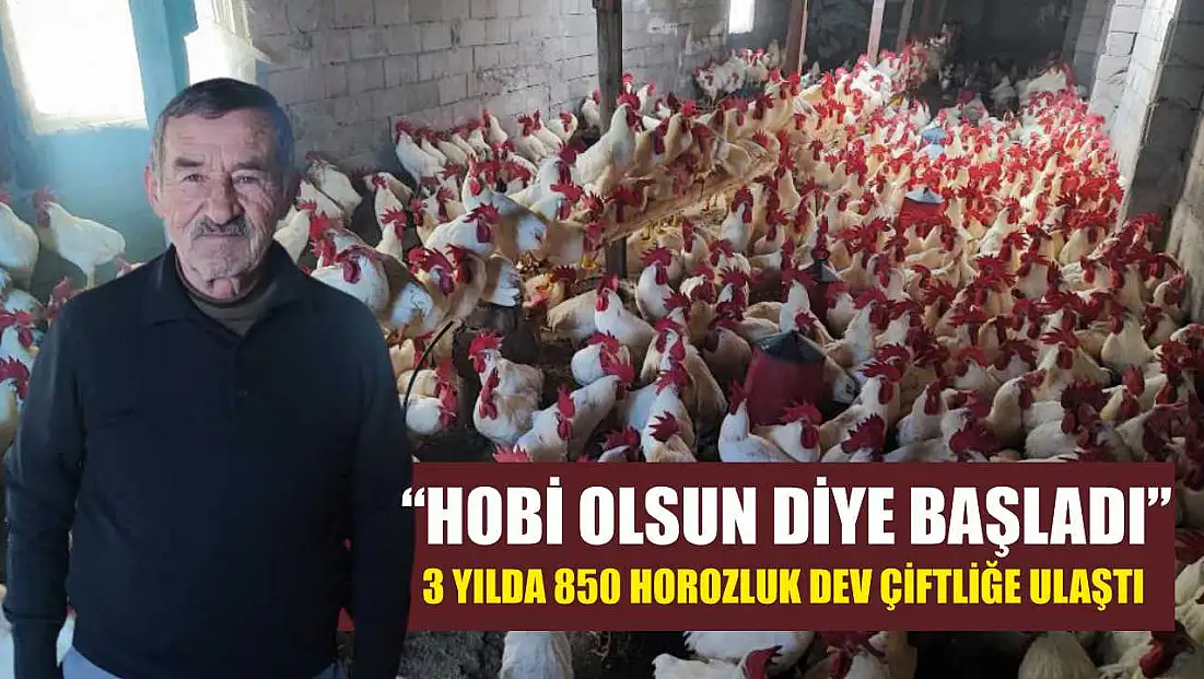 'Hobi Olsun Diye Başladı' 3 Yılda 850 Horozluk Dev Çiftliğe Ulaştı
