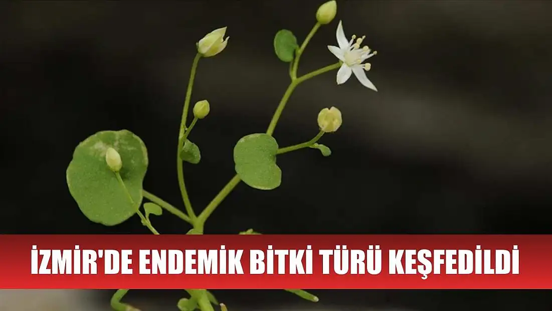 İzmir'de endemik bitki türü keşfedildi