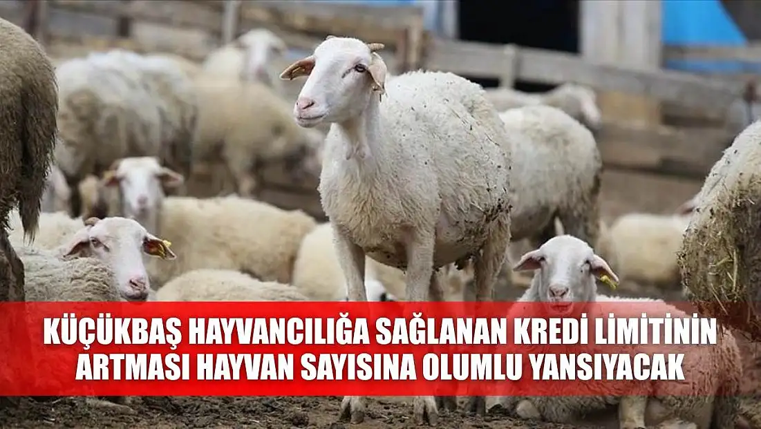 Küçükbaş hayvancılığa sağlanan kredi limitinin artması, hayvan sayısına olumlu yansıyacak