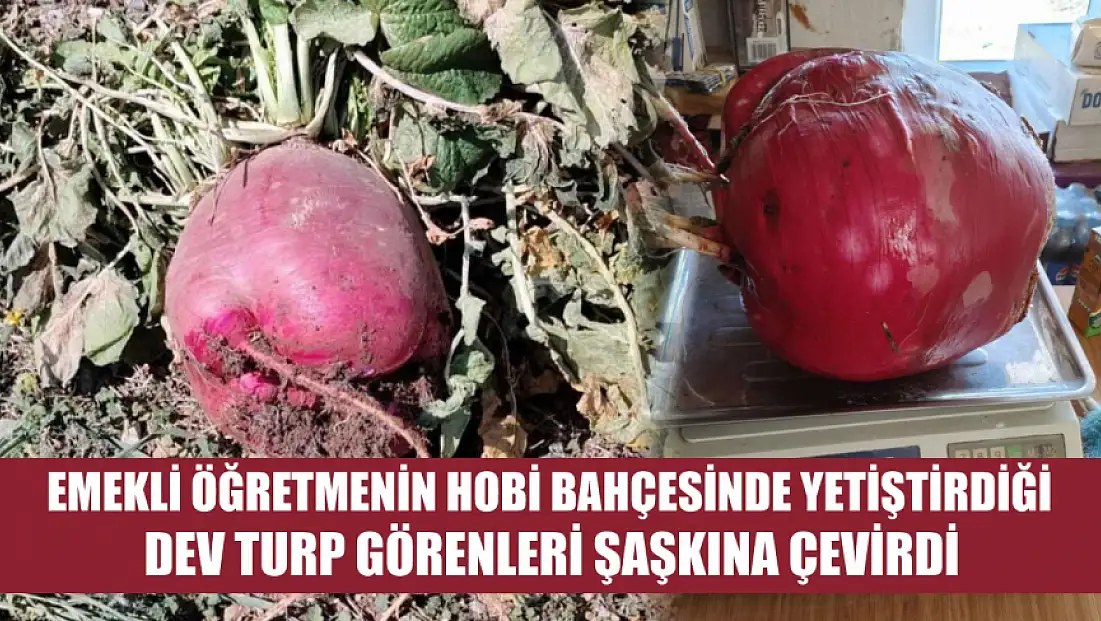 Emekli öğretmenin hobi bahçesinde yetiştirdiği dev turp görenleri şaşkına çevirdi