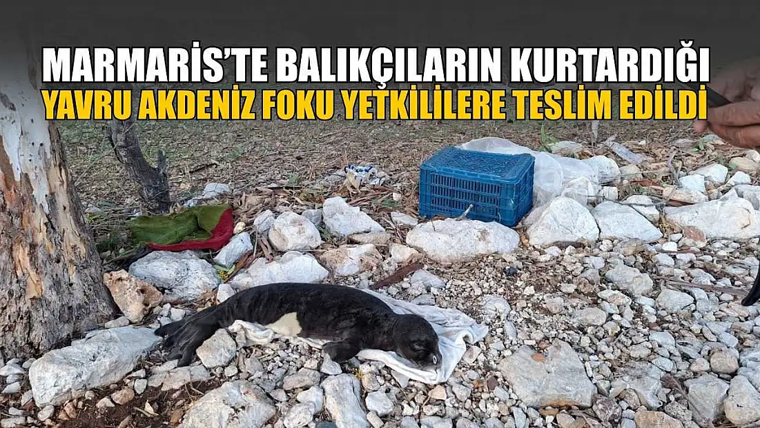 Marmaris’te balıkçıların kurtardığı yavru Akdeniz Foku yetkililere teslim edildi
