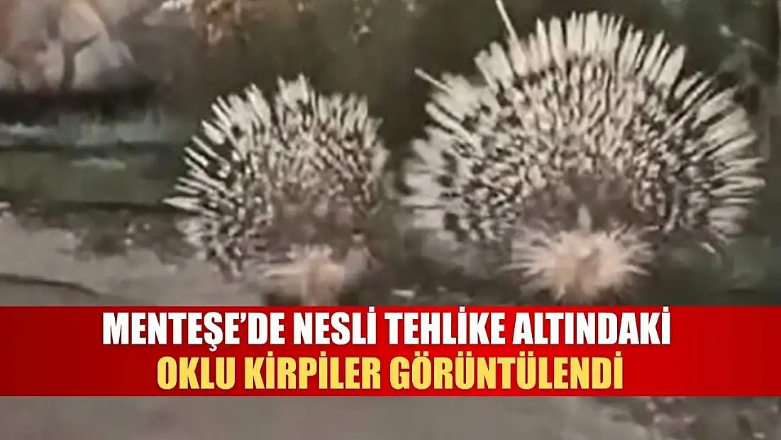 Menteşe’de Nesli Tehlike Altındaki Oklu Kirpiler Görüntülendi