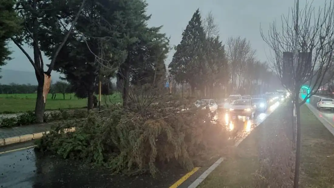 Menteşe’de şiddetli fırtınada ağaç devrildi, trafik durdu
