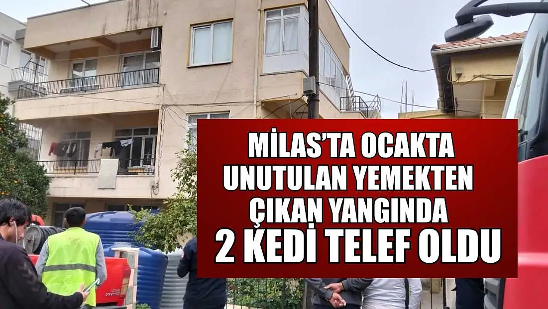 Milas’ta ocakta unutulan yemekten çıkan yangında 2 kedi telef oldu