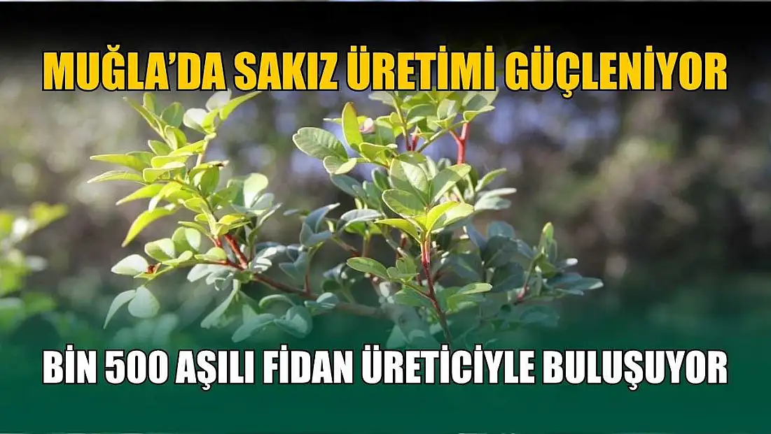 Muğla’da sakız üretimi güçleniyor, bin 500 aşılı fidan üreticiyle buluşuyor
