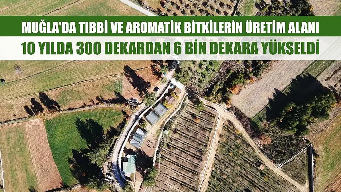 Muğla'da tıbbi ve aromatik bitkilerin üretim alanı 10 yılda 300 dekardan 6 bin dekara yükseldi