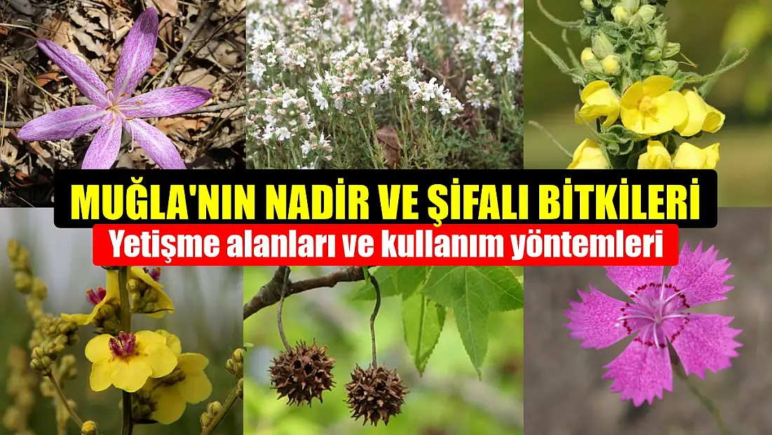 Muğla'nın Nadir ve Şifalı Bitkileri Yetişme Alanları ve Kullanım Yöntemleri